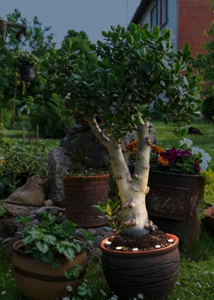 Spielampjes Spinetoli 2 Eglo 9008606231621