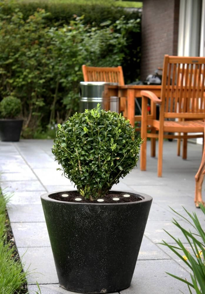 Spielampjes Spinetoli 2 Eglo 9008606231621