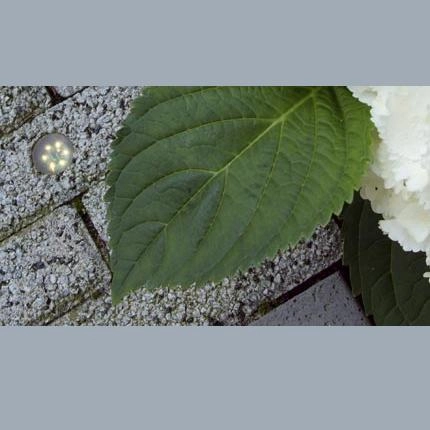 Inbouwspotje DB-LED (WW) 12 volt LED In-lite 8717051002366